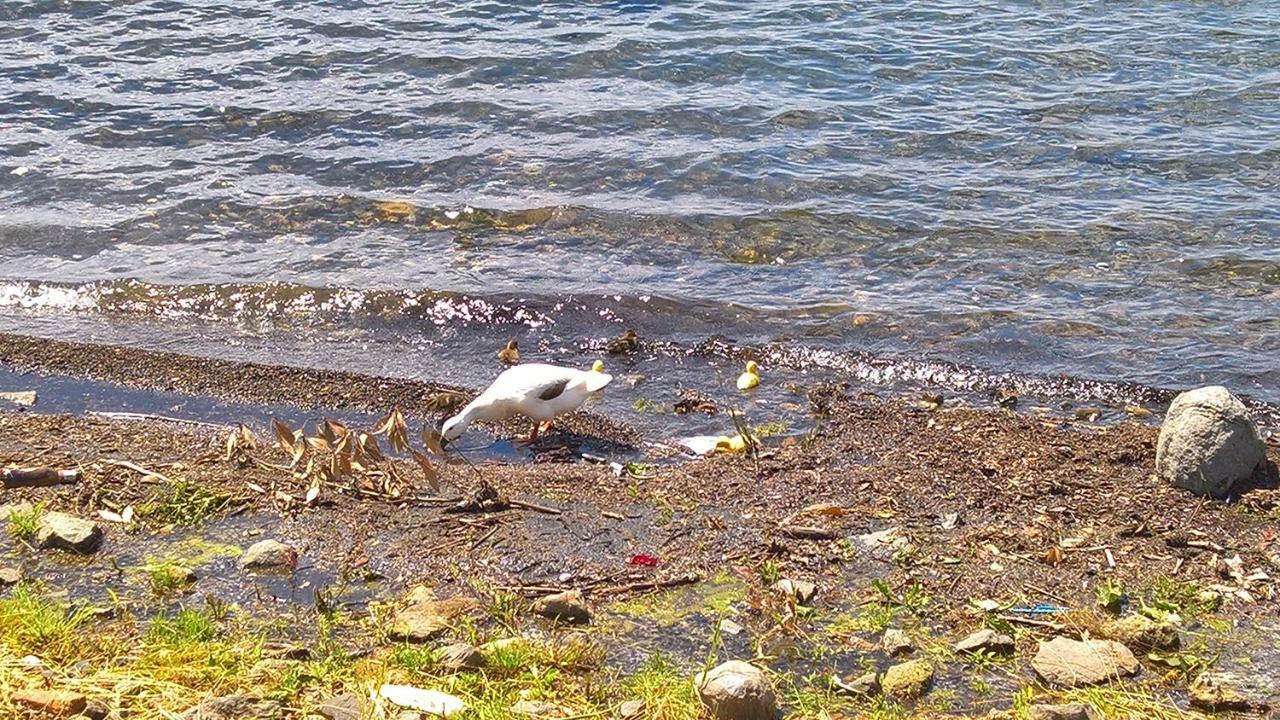 Centro E Spiaggia Ambra Anguillara Sabazia Eksteriør bilde